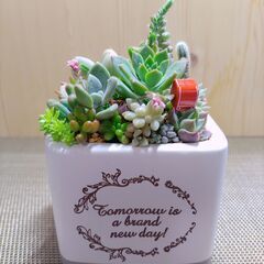 ★多肉植物寄せ植え 110★