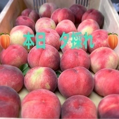 勝沼の新鮮な桃 🍑なつっこ🍑