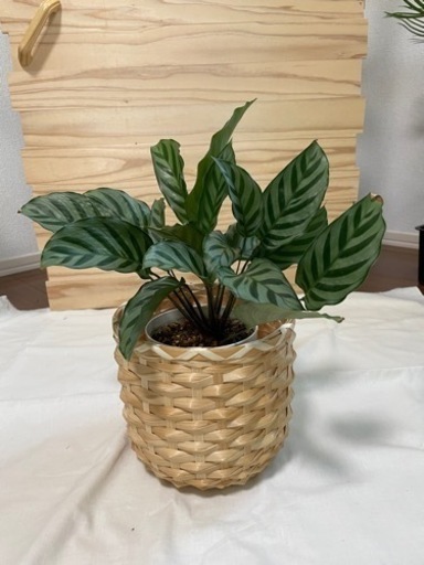 カラテアフレディ　観葉植物　インテリア
