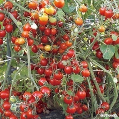 家庭菜園無農薬　ジャングル栽培ミニトマト