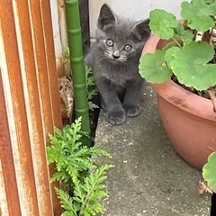 大人気のグレーオス子猫😽‼️可愛すぎる❤️