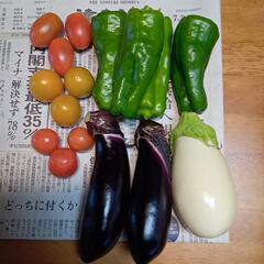 夏の野菜セット　2023/7/24　AM6時収穫