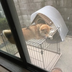 柴犬の里親探してます。