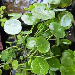 残り1束🌿水草🌿無農薬ウォーターコイン1束🐟🪷