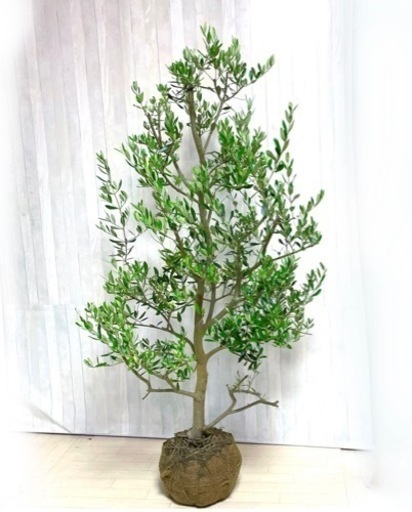 格安通販オリーブの木，た植物/観葉植物 シプレッシーノ『特大、綺麗な樹形。樹高165』 観葉植物