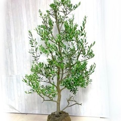 オリーブの木,た植物/観葉植物 シプレッシーノ『特大、綺麗な樹形...