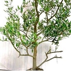 オリーブの木,植物/観葉植物 引き取り限定。『特大、綺麗な樹