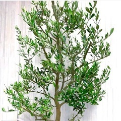 オリーブの木,た植物/観葉植物 シプレッシーノ『特大、綺麗な樹形。樹高135㌢』