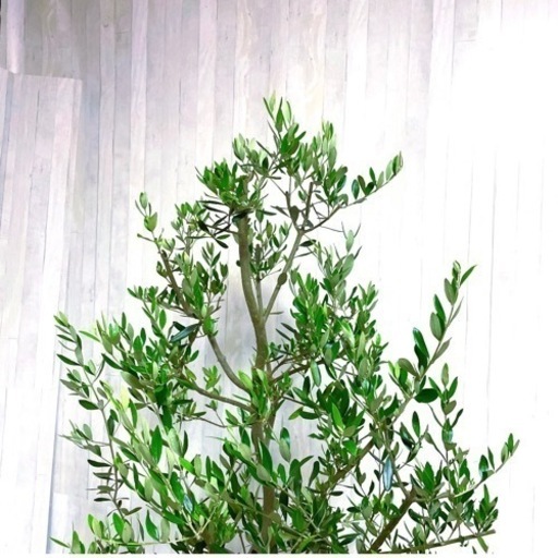オリーブの木,た植物/観葉植物 シプレッシーノ『特大、綺麗な樹形  