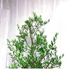 オリーブの木,た植物/観葉植物 シプレッシーノ『特大、綺麗な樹形。樹高135㌢』