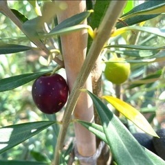 オリーブの木,た植物/観葉植物 シプレッシーノ『特大、綺麗な樹形。樹高135㌢』