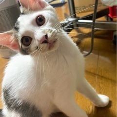 ずっとそばにいてくれるにーちゃん♡人も猫も大好き！