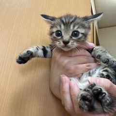 生後2ヶ月弱の仔猫ちゃん