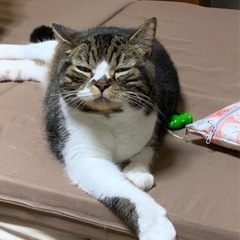 可愛い猫やまと(施設、スコティッシュホールド)