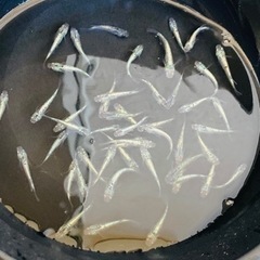白ラメメダカ　産卵サイズ