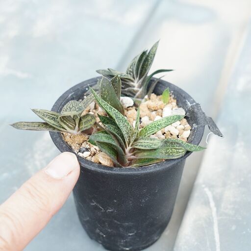 抜き苗 ガステリア リトルワーティー 子株 6株セット　観葉植物