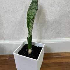 (決まりました)観葉植物　サンスベリア（白い鉢）