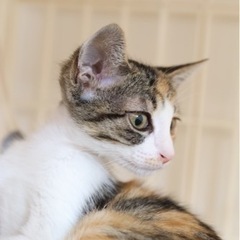 ✨里親さんが決まりました✨《ココちゃん》猫好き、おっとり美人三毛さん − 福岡県