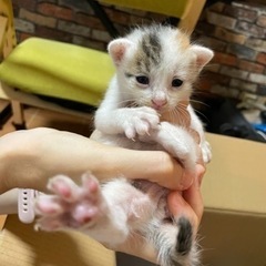 子猫　白① 4匹　生後1〜2週間