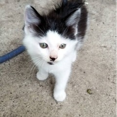 チャップリンみたいな可愛い白黒の女の子　猫❤️　ハチワレ