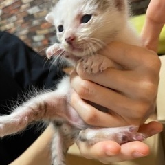 子猫　白② 4匹　生後1〜2週間