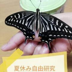 アゲハチョウの卵と幼虫　夏休みの宿題　自由研究に♪