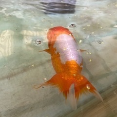 らんちゅう　金魚　幼魚