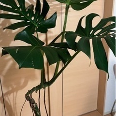 [大]幹立ちモンステラ デリシオーサ　８号　幹上がり