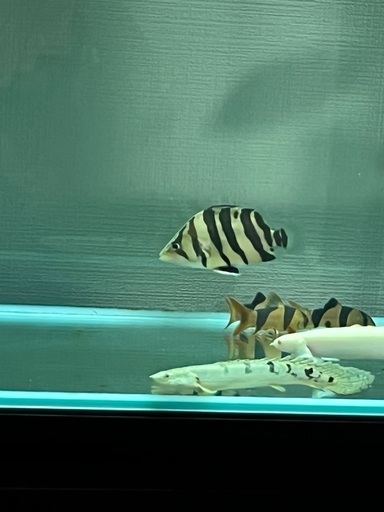熱帯魚クラウンローチなど