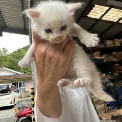 白子猫　里親　募集の画像