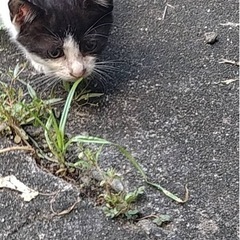 好奇心旺盛　ハチワレ柄の男の子　🐈❤️