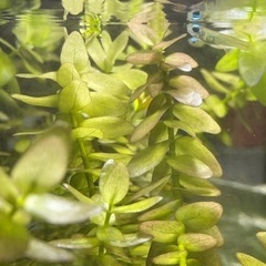 ウォーターバコパ 水中葉 水草 アクアリウム 水槽 メダカ 熱帯魚