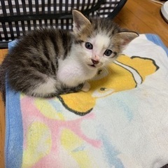 お問い合わせ中により一旦停止中です。生後1ヶ月未満の子猫の兄弟♡♡めちゃかわです！ − 栃木県