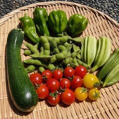 自然栽培の野菜のセット 在来野菜 本日収穫