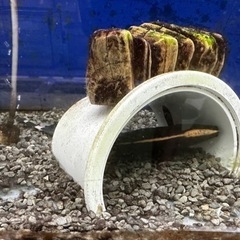 熱帯魚　ブラックゴースト　約25cm