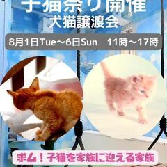 ライカム　譲渡会の番外編　子猫祭り譲渡会