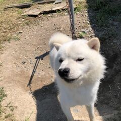 真白なまだ1歳なりたての北海道犬オス　小柄です。 - 勇払郡