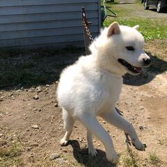 真白なまだ1歳なりたての北海道犬オス　小柄です。 - 犬
