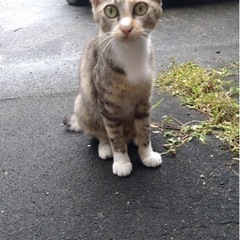 目がクリクリでとても美人なキジ猫ちゃん🐈❤️白靴下🧦