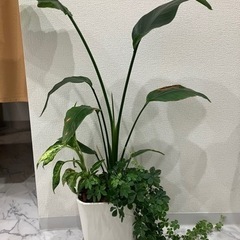 観葉植物(オーガスタ、ディフェンバキア・セグイネ、シュガーバイン)