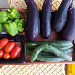 農家の家庭菜園の野菜どうですか。