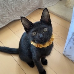 黒子猫の瞳にラブ❤️❤️❤️可愛い兄妹