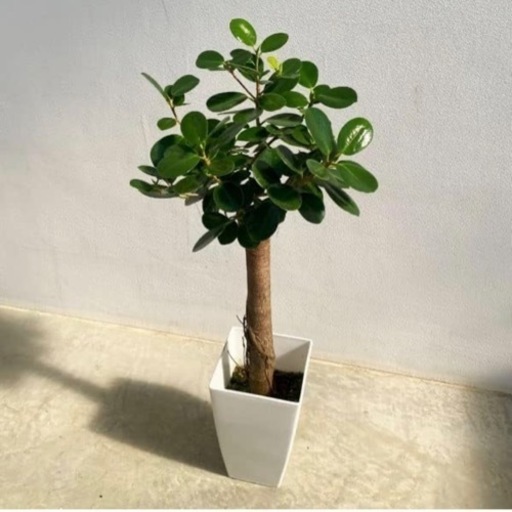 購入者様決定しました♡パンダガジュマル 6号「かわいい植物】インテリグリーン 多 幸の木］