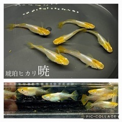 【nego_mdk】今年の親魚.1ペア500円均一