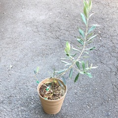 オリーブ　苗木（50cm）　植木鉢4個セット