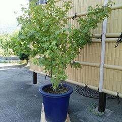 もみじの鉢植え　秋に紅葉します　