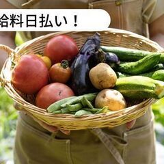 【日払い】野菜の収穫作業等のお仕事！【単発/短期求人】