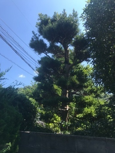 キミガヨラン、アジサイ、樹齢１００年を超える松、マキ等庭木を買って下さる人を探しています。 キミガヨラン、アジサイ、樹齢100年を超える松、マキ等庭木を買って