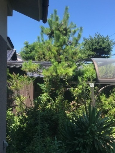 キミガヨラン、アジサイ、樹齢100年を超える松、マキ等庭木を買って