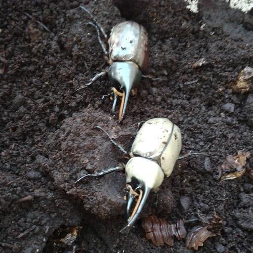 緊急！グラントシロカブト2ペア、ノコギリクワガタ（水牛型）20匹以上